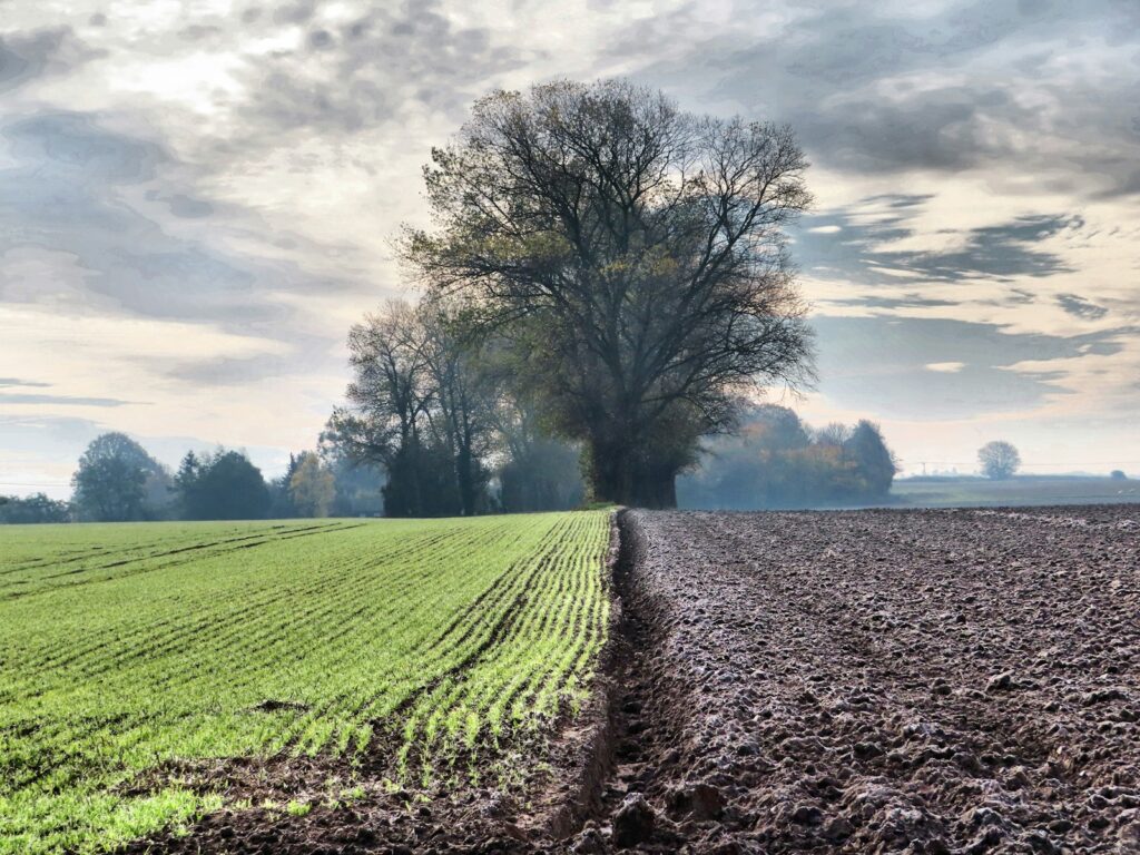 A large field with a lone tree in the distance